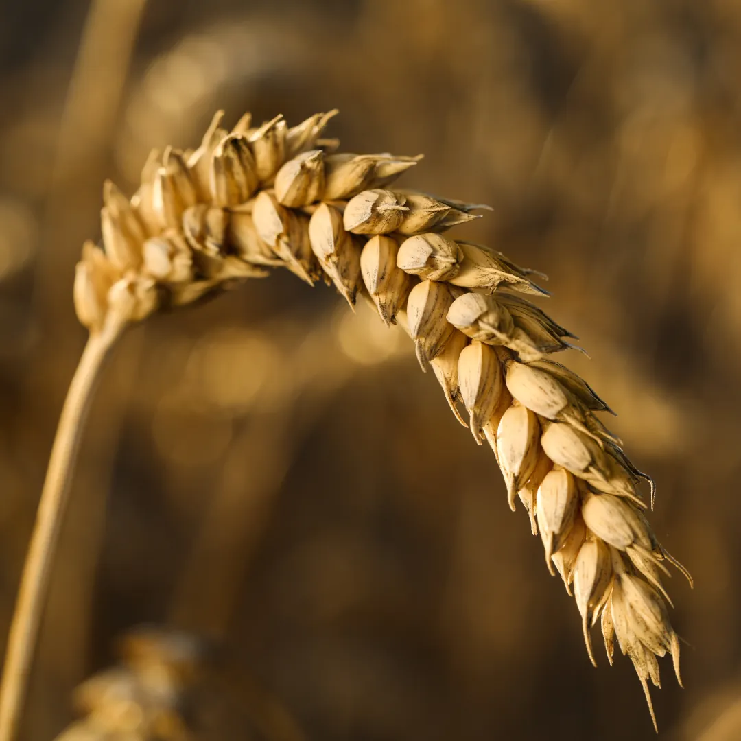 Grain Import