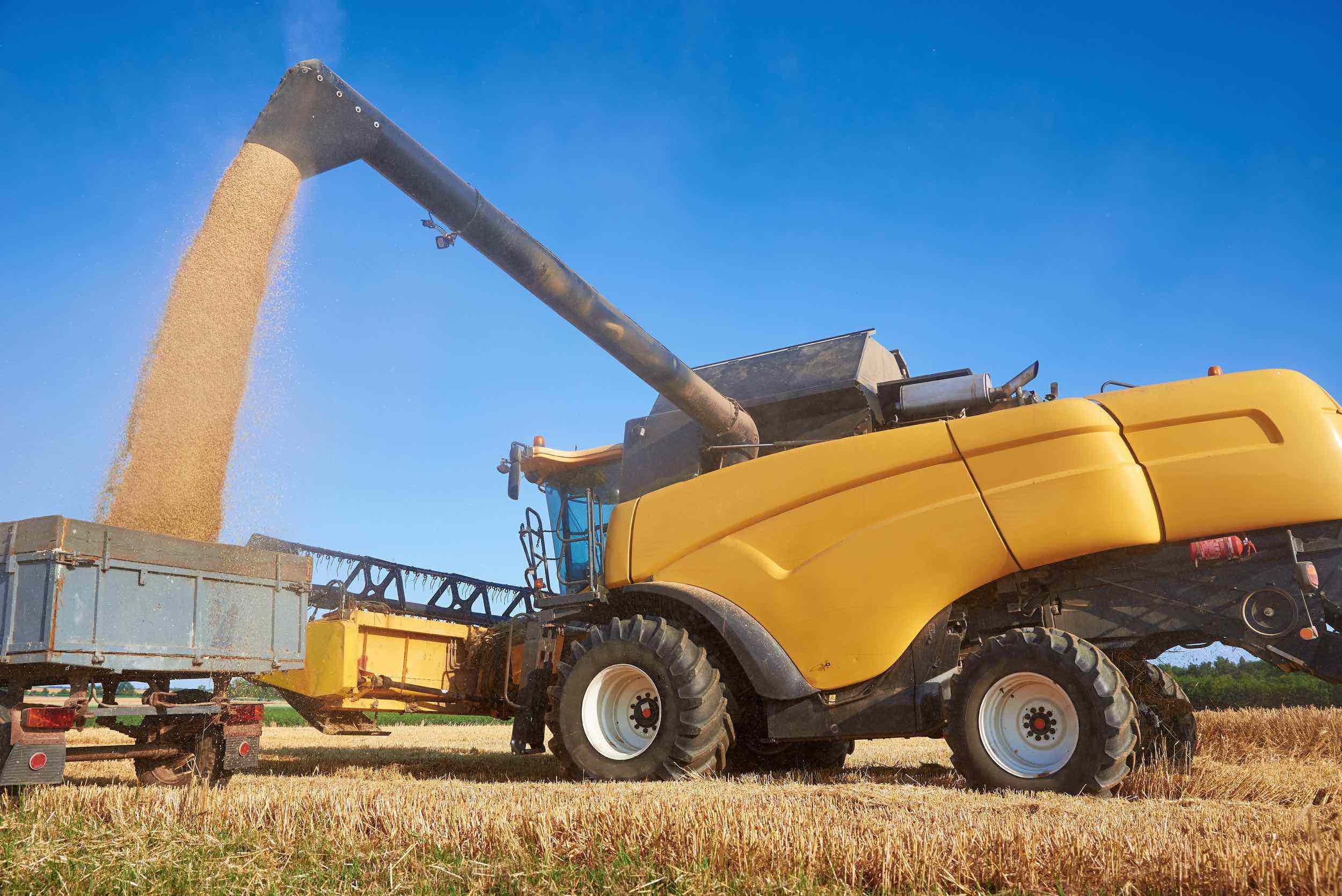 Animal Feed